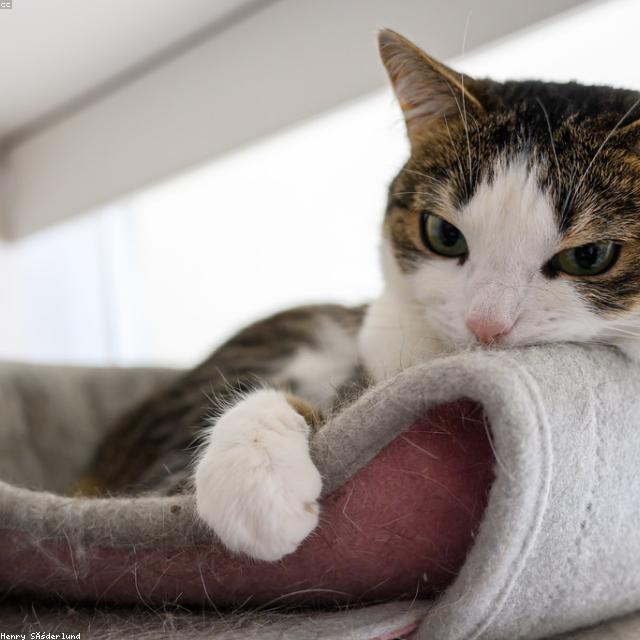 Erigo Cat Tree Premium 10inch